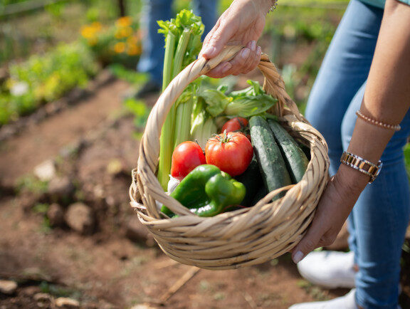 hands are holding a woven basket which contains fresh tomatoes, cucumber and other vegetables. They have just been harvested from the garden.